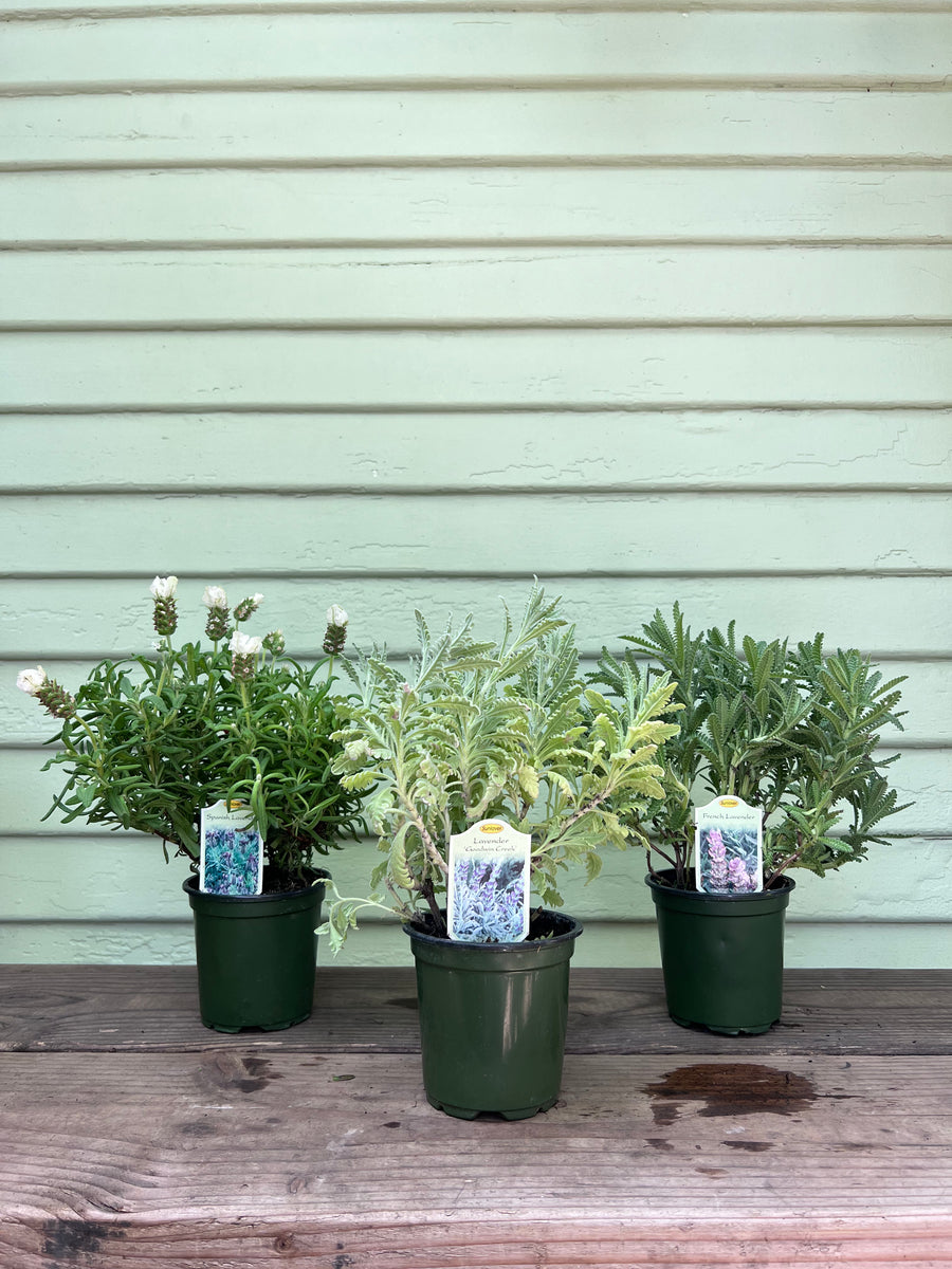 lavender house plant Lavender