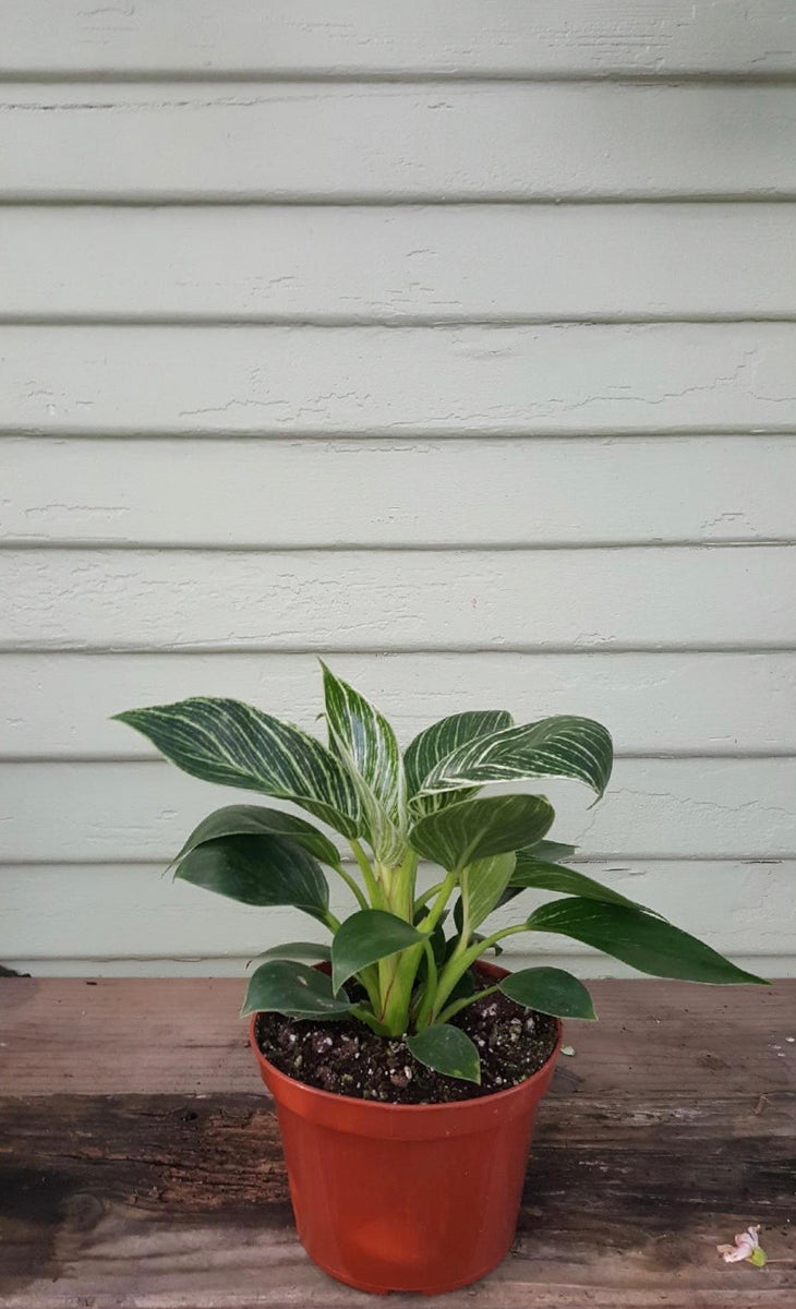 philodendron birkins Philodendron Birkin