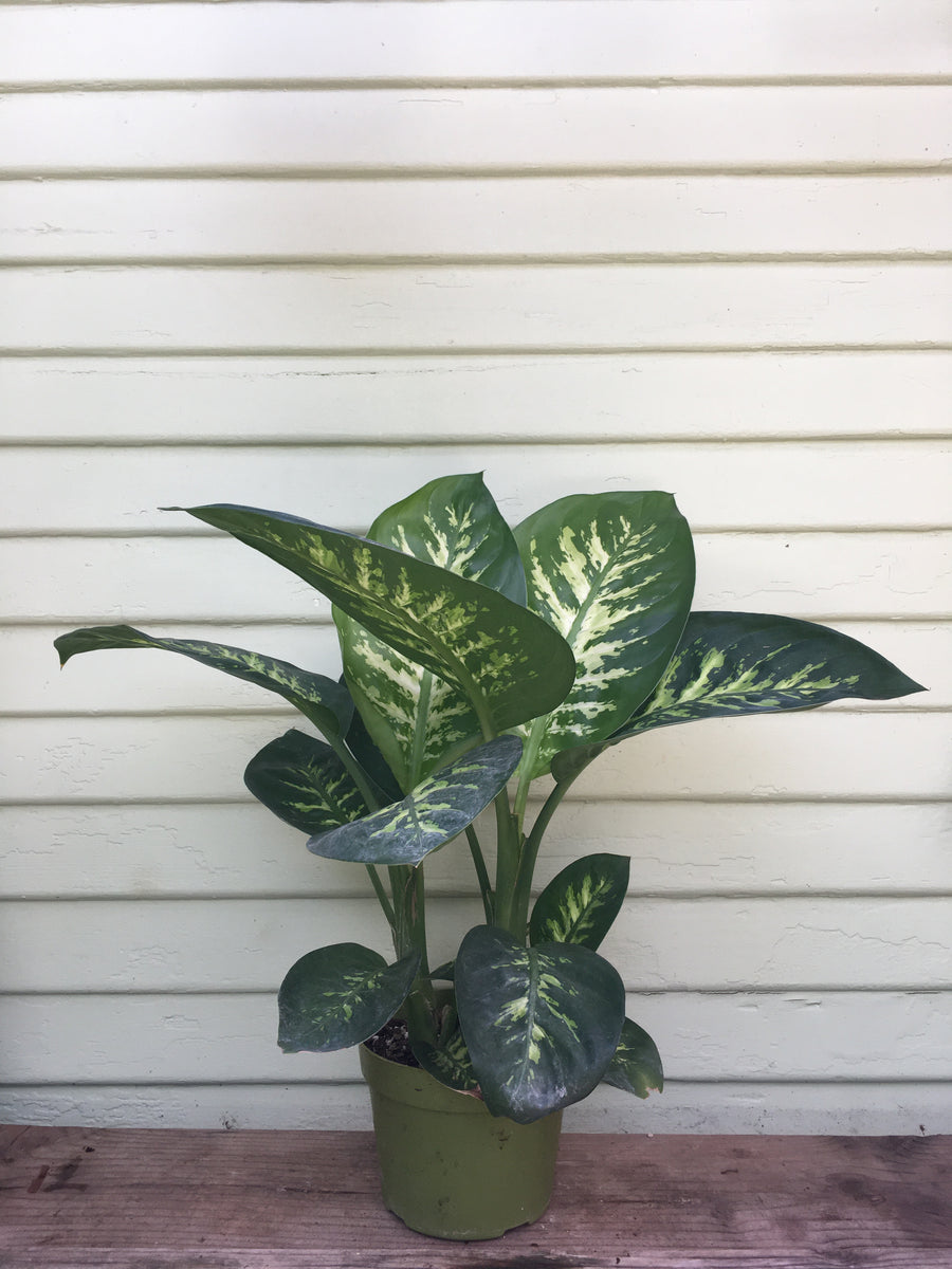 dieffenbachia white snow Dieffenbachia Tropic Snow