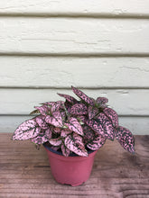 Load image into Gallery viewer, Hypoestes - Polka Dot Plant