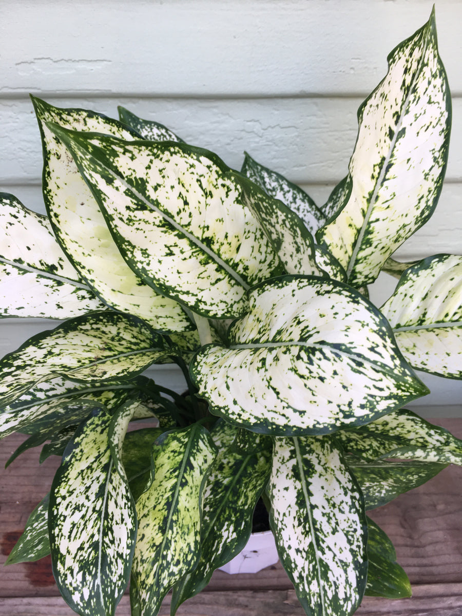 aglaonema first diamond vs snow white Aglaonema | First Diamond