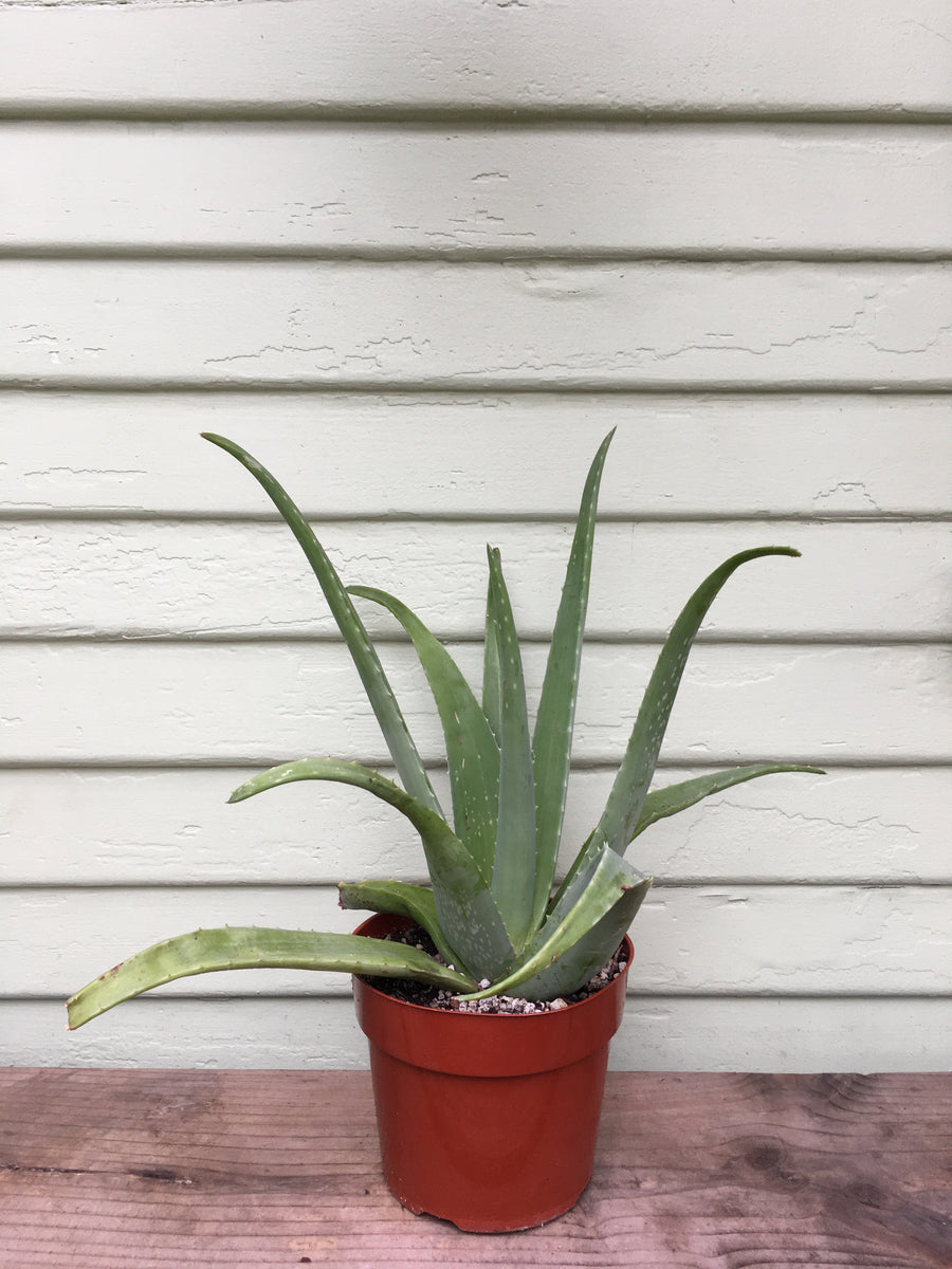 big aloe vera plant indoor Aloe barbadensis - Aloe Vera