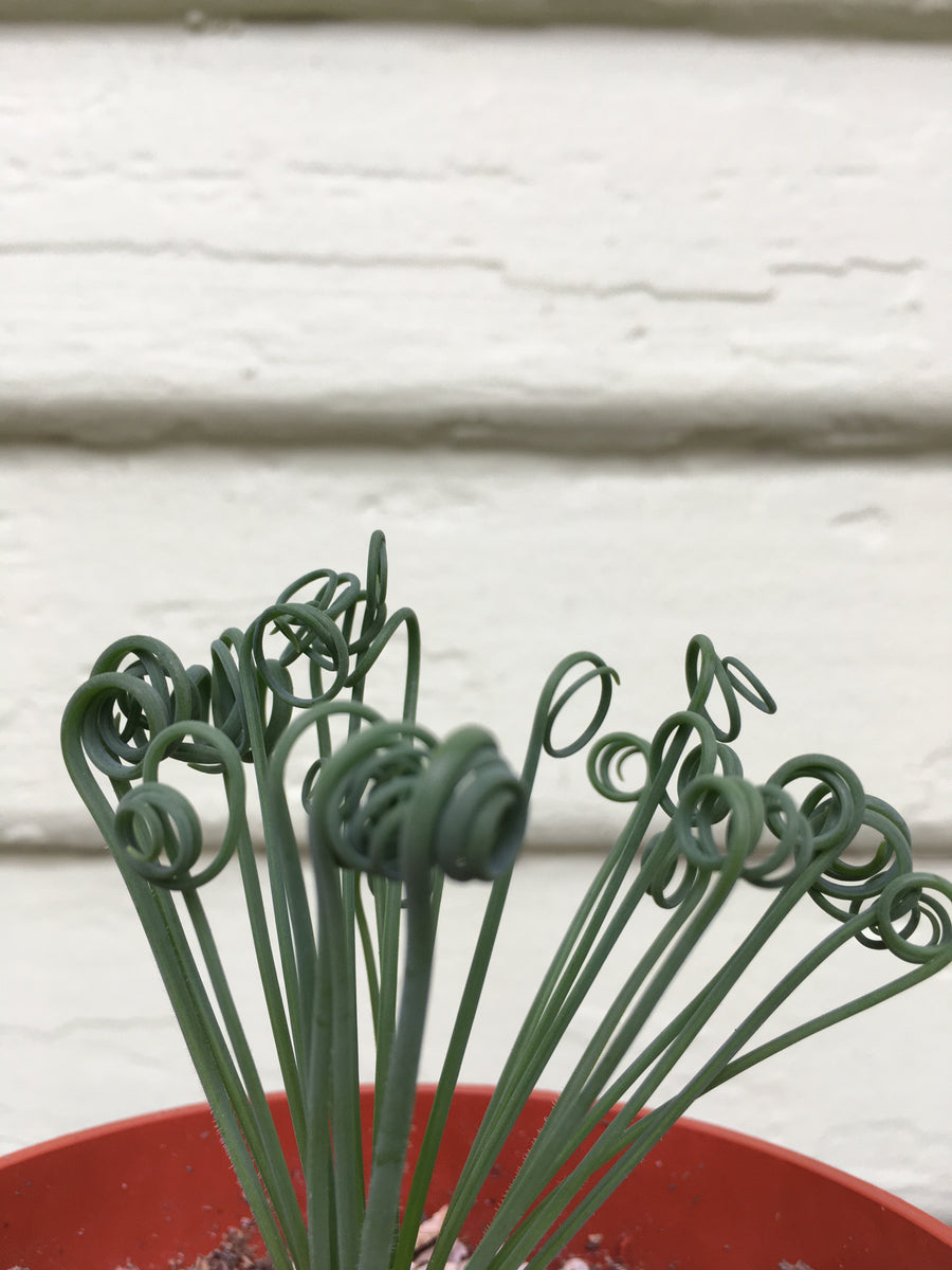 Albuca Spiralis - Frizzle Sizzle Plant