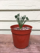 Load image into Gallery viewer, Albuca - Frizzle Sizzle
