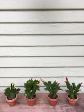Load image into Gallery viewer, Christmas Cactus