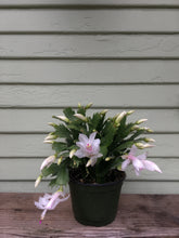 Load image into Gallery viewer, Christmas Cactus