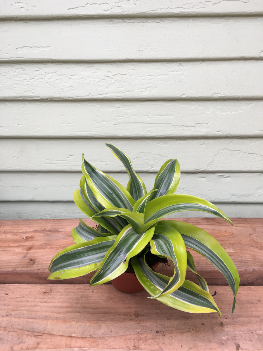 Dracaena Lemon Surprise