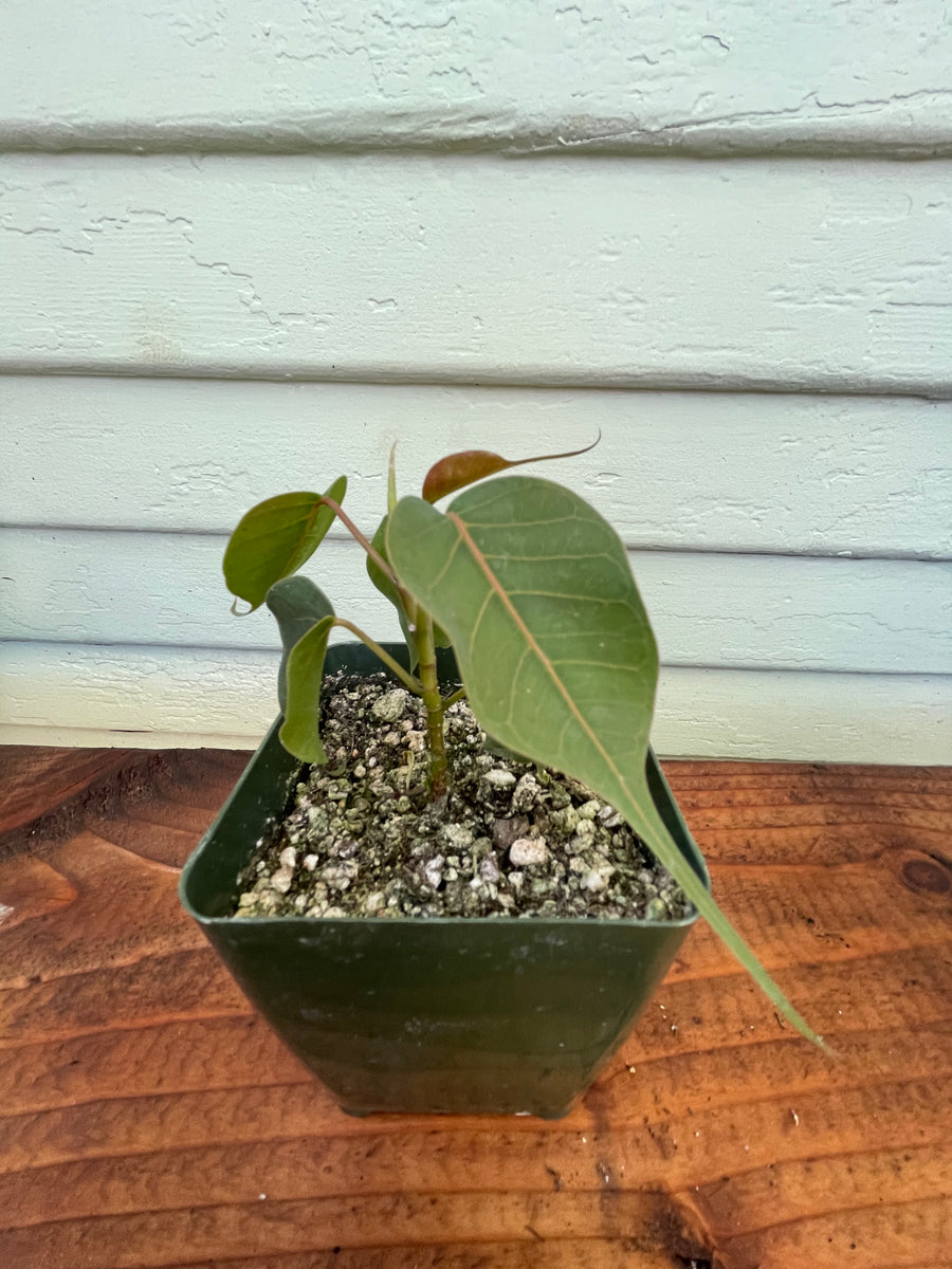 bodhi plant Ficus religiosa