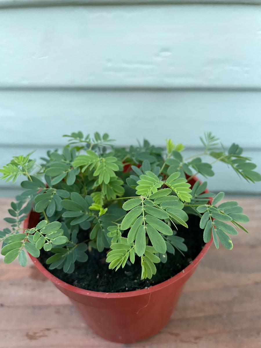 indoor mimosa plant Mimosa pudica - The Sensitive Plant
