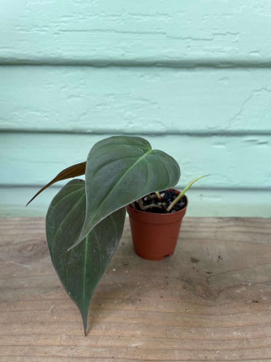philodendron micans home depot Philodendron micans
