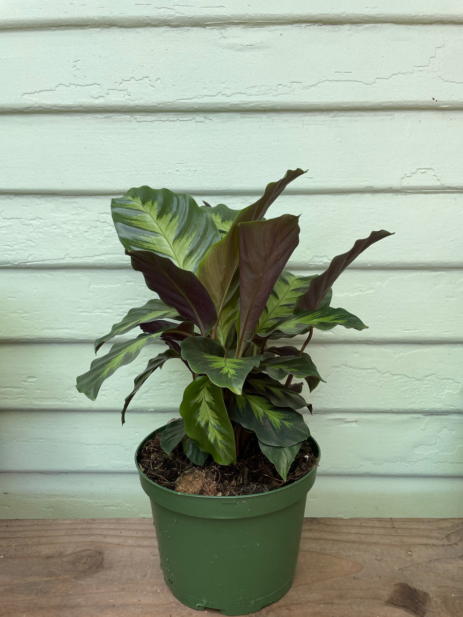 Calathea Misto