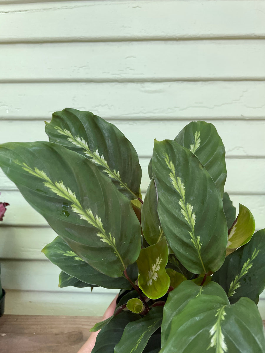 Calathea Maui Queen