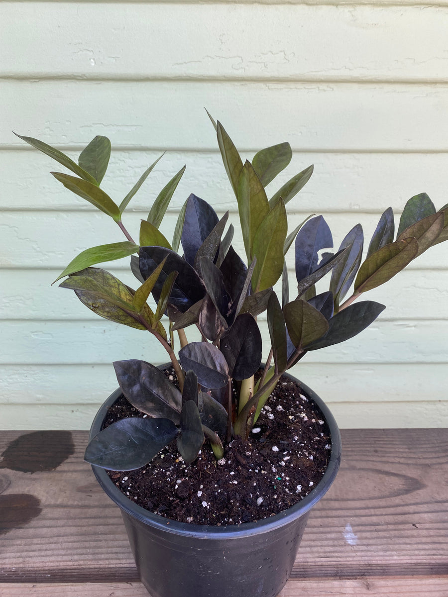 Zamioculcas Zamiifolia | ZZ Raven Plant | Mickey Hargitay Plants