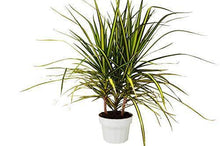 Load image into Gallery viewer, Dracaena Marginata &#39;Sunshine&#39;