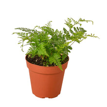 Load image into Gallery viewer, Rabbit&#39;s Foot Fern