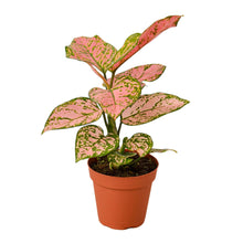 Load image into Gallery viewer, Chinese Evergreen &#39;Lady Valentine&#39;