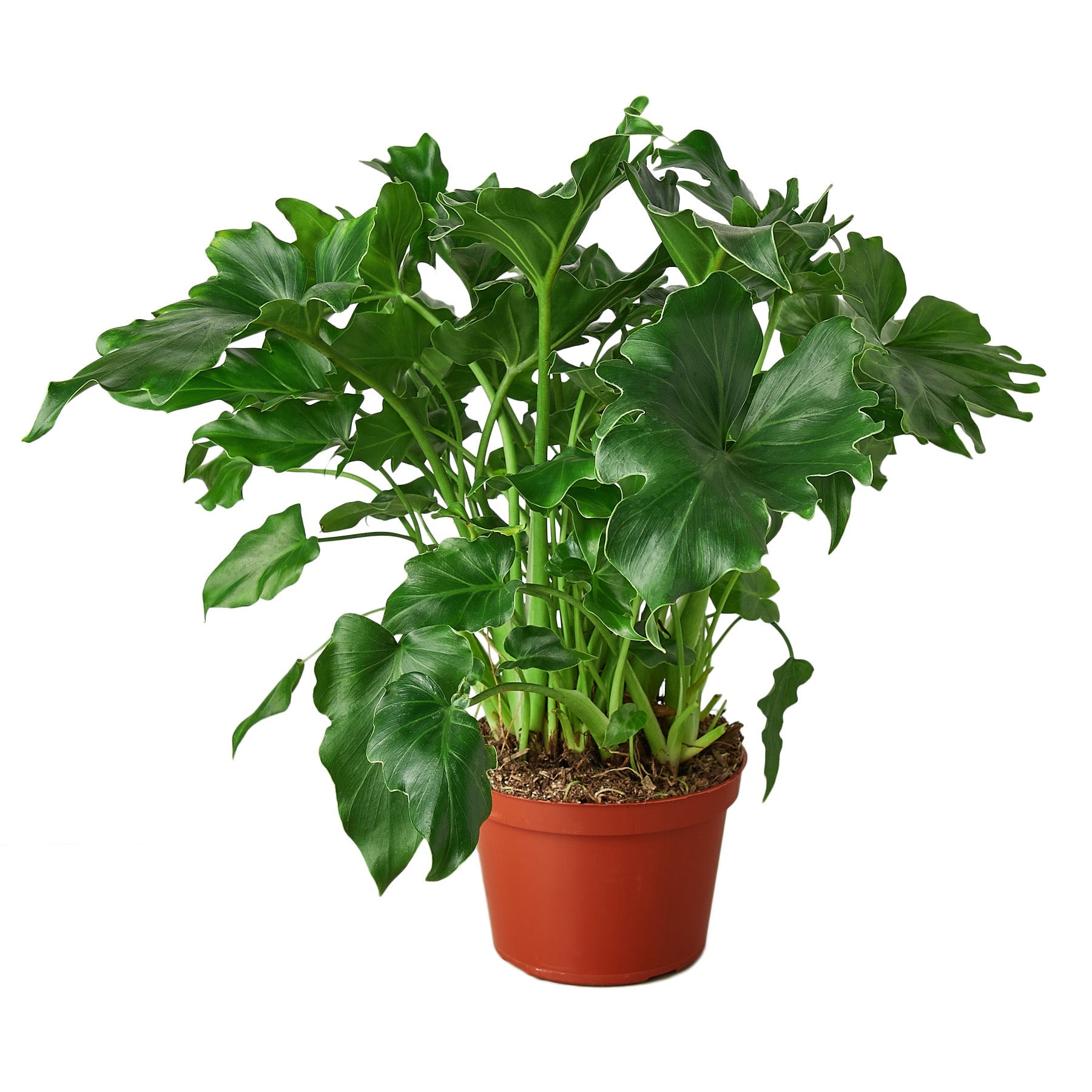 small leaves on philodendron Philodendron 'Little Hope' – Mickey Hargitay Plants