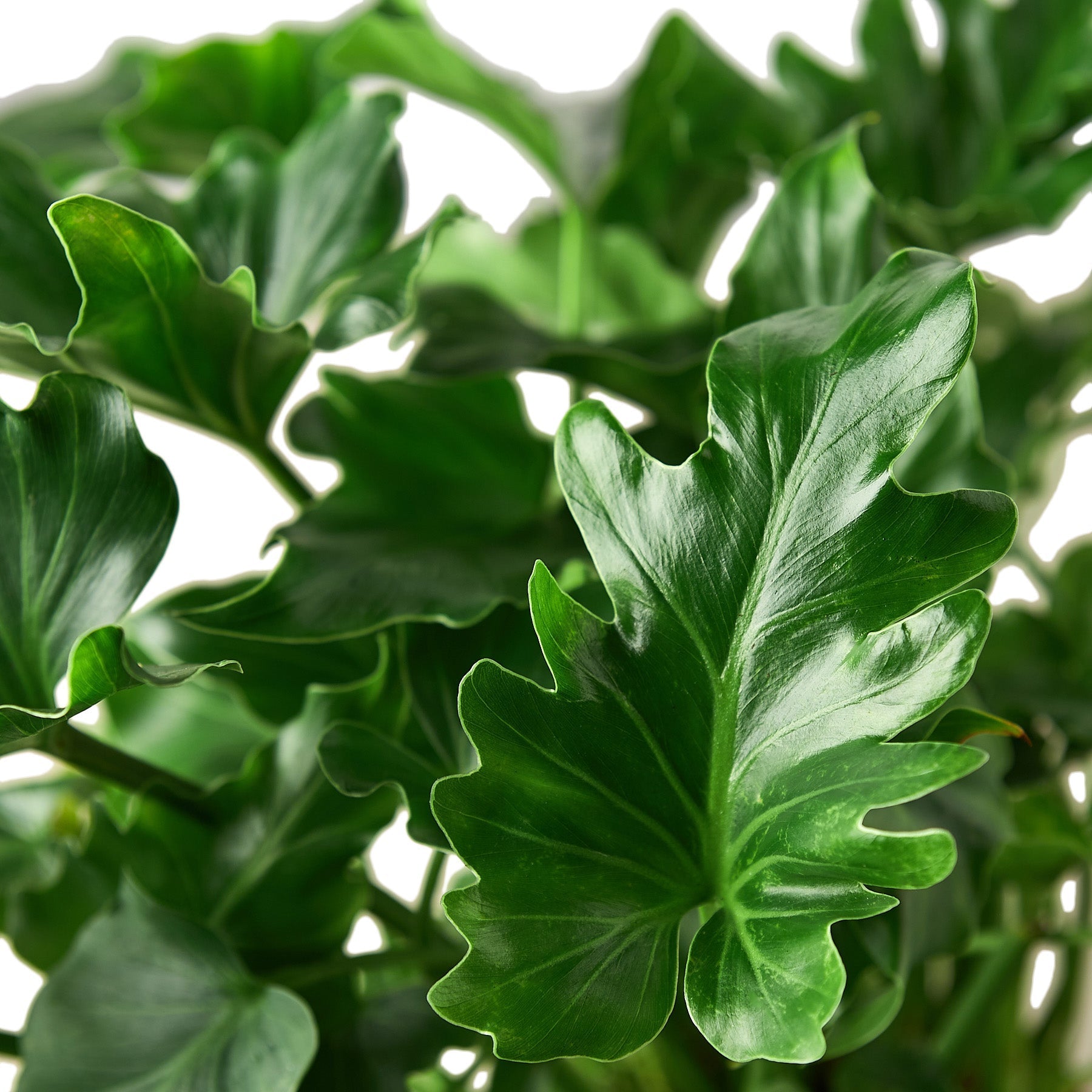 philodendron little phil Philodendron 'Little Hope' – Mickey Hargitay Plants