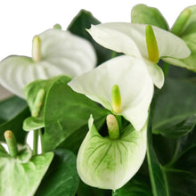 Load image into Gallery viewer, Anthurium &#39;White&#39;