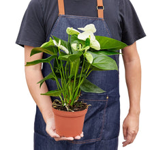 Load image into Gallery viewer, Anthurium &#39;White&#39;