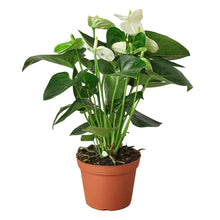 Load image into Gallery viewer, Anthurium &#39;White&#39;