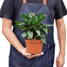 Load image into Gallery viewer, Calathea Concinna &#39;Freddie&#39;