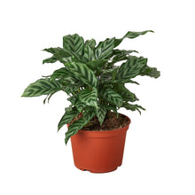 Load image into Gallery viewer, Calathea Concinna &#39;Freddie&#39;