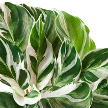 Load image into Gallery viewer, Calathea &#39;White Fusion&#39;