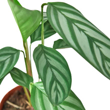 Load image into Gallery viewer, Calathea &#39;Grey Star&#39;