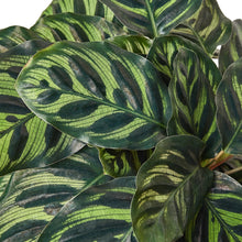 Load image into Gallery viewer, Calathea &#39;Makoyana&#39;
