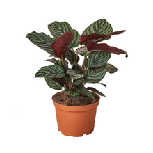 Load image into Gallery viewer, Calathea &#39;Ornata&#39;