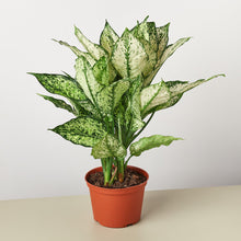 Load image into Gallery viewer, Chinese Evergreen &#39;First Diamond&#39; - House Plant Shop