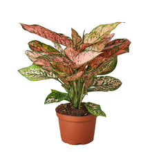 Load image into Gallery viewer, Chinese Evergreen &#39;Lady Valentine&#39;