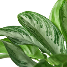 Load image into Gallery viewer, Chinese Evergreen &#39;Silver Bay&#39;