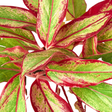 Load image into Gallery viewer, Chinese Evergreen &#39;Red Siam&#39;