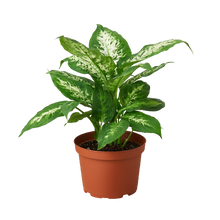 Load image into Gallery viewer, Dieffenbachia &#39;Tropic Snow&#39;