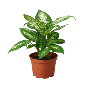 dieffenbachia common name Dieffenbachia 'Tropic Snow'