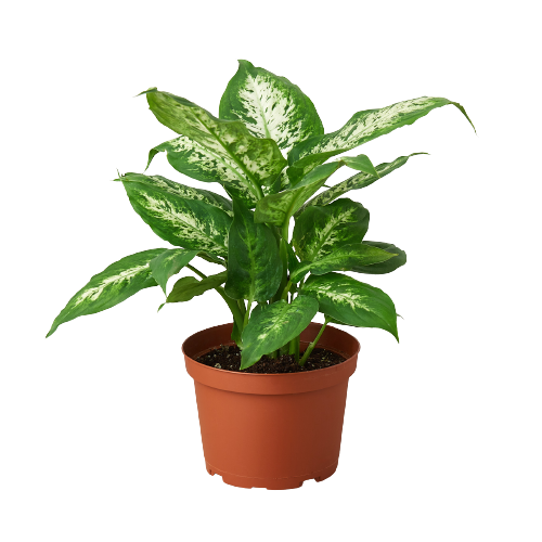 dieffenbachia harlingii The Snobby Leaf | Dieffenbachia 'Tropic Snow' - 6 inch Pot