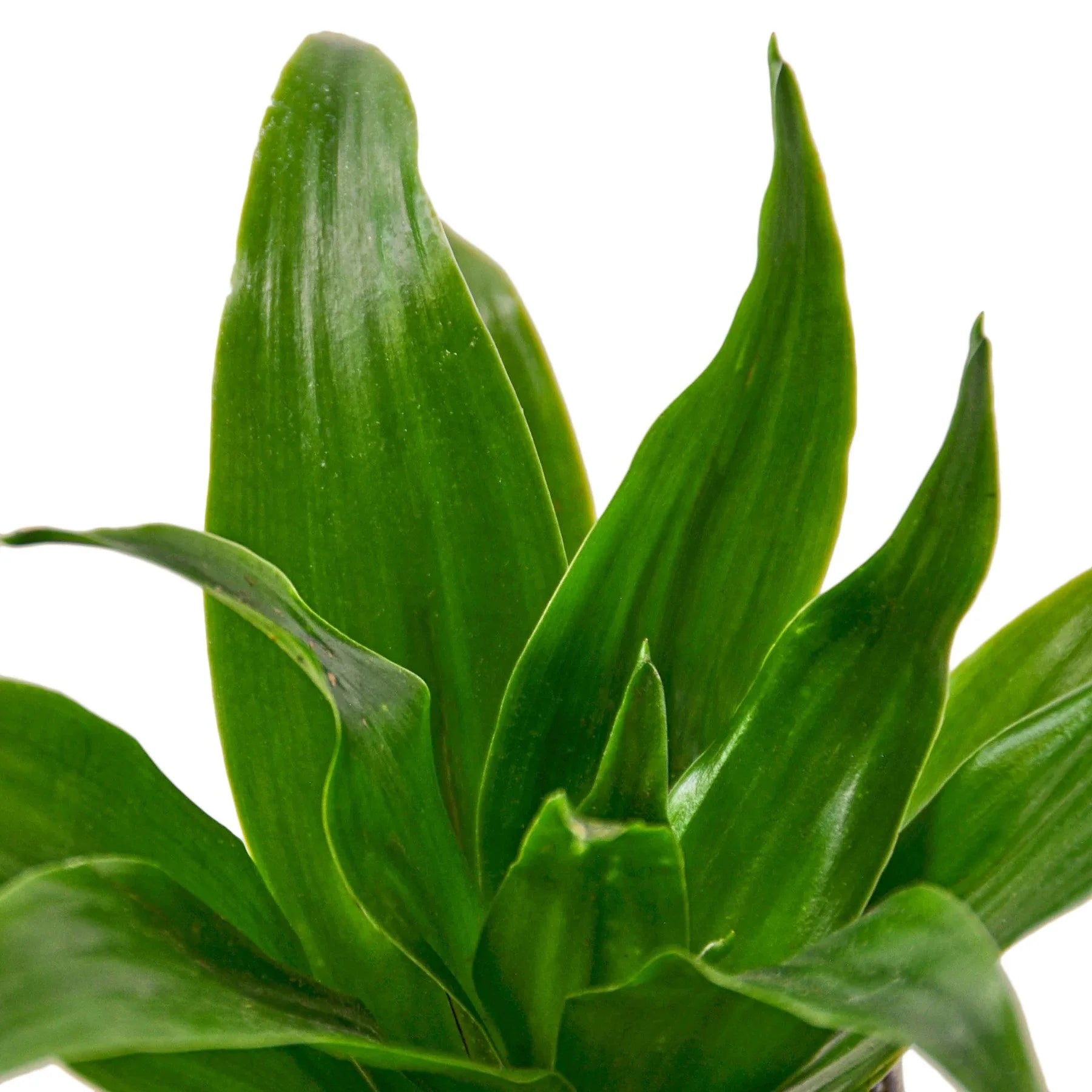 dracaena pineapple plant Dracaena 'Janet Craig' – Mickey Hargitay Plants