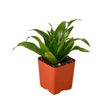Load image into Gallery viewer, Dracaena &#39;Janet Craig&#39;