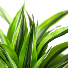 Load image into Gallery viewer, Dracaena Deremensis &#39;Lemon Lime&#39;
