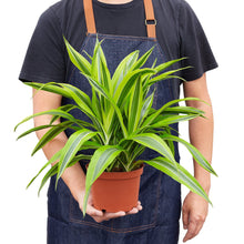 Load image into Gallery viewer, Dracaena Deremensis &#39;Lemon Lime&#39;