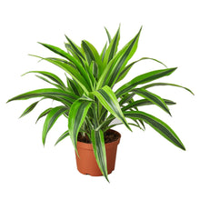 Load image into Gallery viewer, Dracaena Deremensis &#39;Lemon Lime&#39;