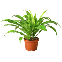 Load image into Gallery viewer, Dracaena &#39;Lime Light&#39;