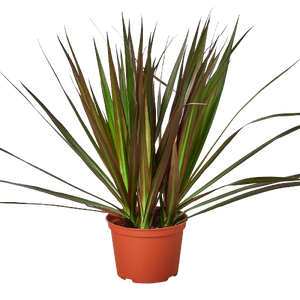 dracaena family name The Snobby Leaf | Dracaena 'Marginata Magenta' - 6 inch Pot