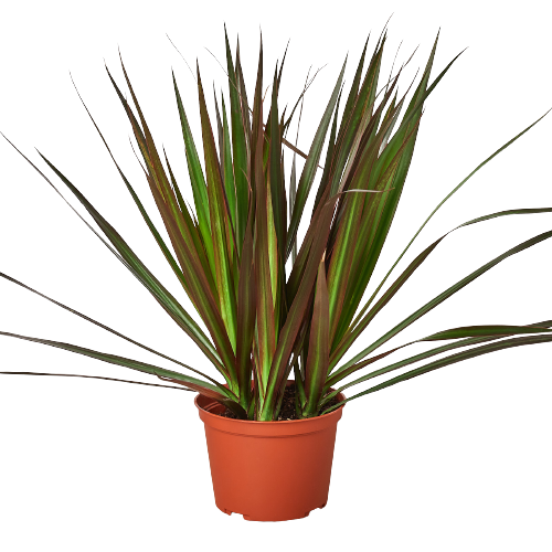 dracaena red plant The Snobby Leaf | Dracaena 'Marginata Magenta' - 6 inch Pot