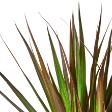 Load image into Gallery viewer, Dracaena &#39;Marginata Magenta&#39;