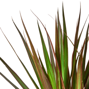 dracaena marginata braune spitzen Dracaena 'Marginata Magenta' – Mickey Hargitay Plants