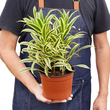 Load image into Gallery viewer, Dracaena &#39;Song of India&#39;