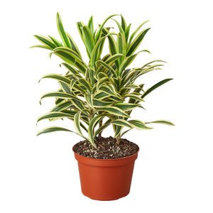 📬 Dracaena 'Song of India'